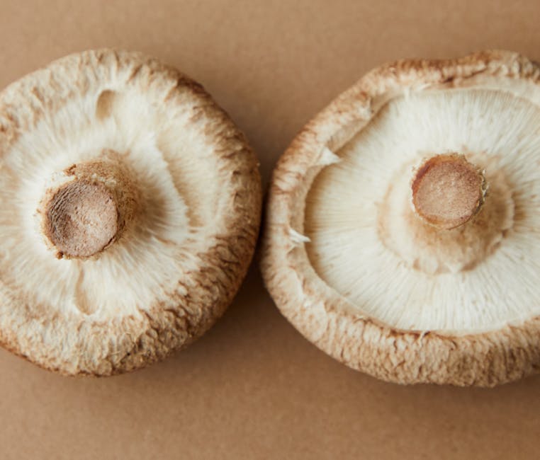 Shiitake Mushroom Recipes